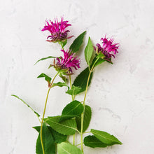 Load image into Gallery viewer, Mineral Soak - Matter Company