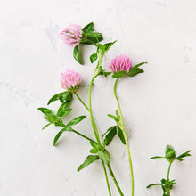 Load image into Gallery viewer, Baby Creme - Matter Company