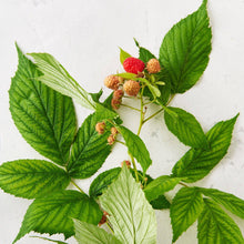 Load image into Gallery viewer, Mom to Be Tea - Matter Company